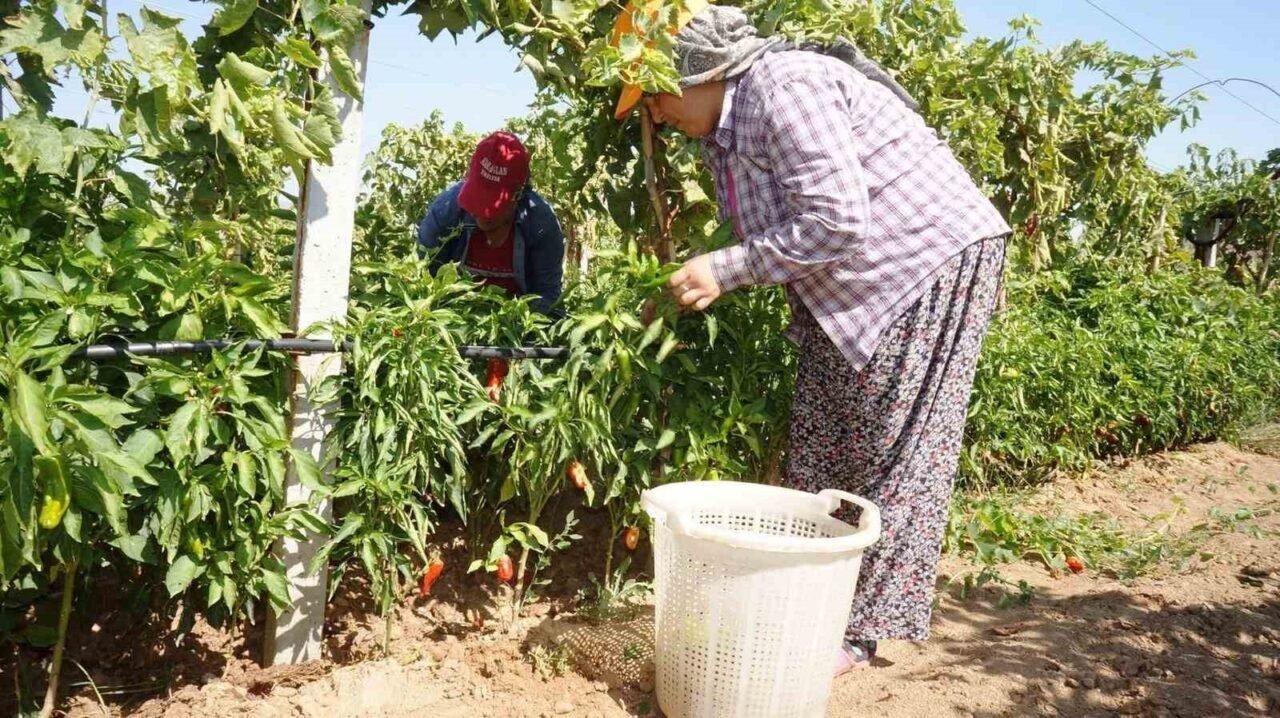Ünlü Emcelli Biberi yok oluyor