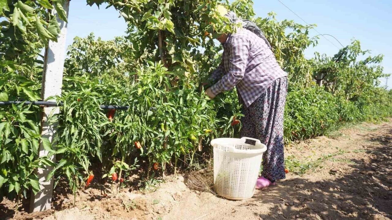 Ünlü Emcelli Biberi yok oluyor