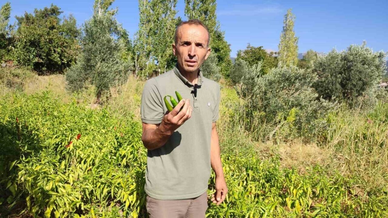 Acısıyla meşhur Kayaca biberinde hasat sona erdi