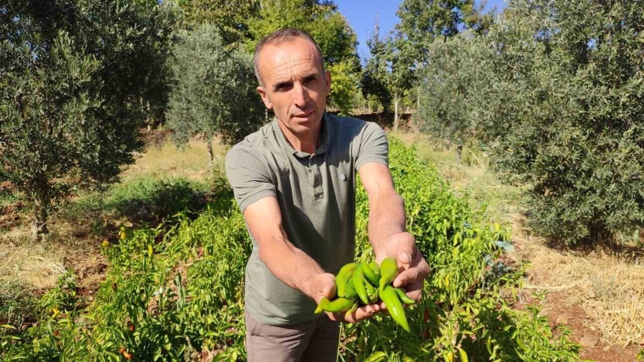 Acısıyla meşhur Kayaca biberinde hasat sona erdi
