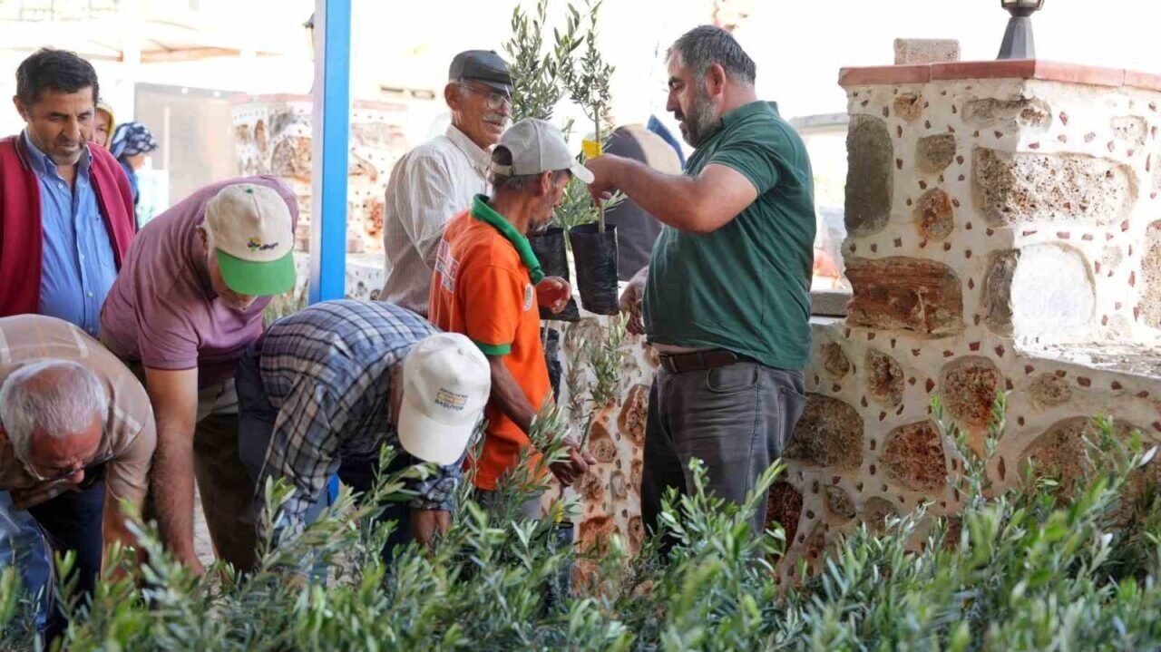 Alanya’daki yangın bölgesinde 3 bin 400 zeytin fidanı bahçe sahiplerine dağıtıldı