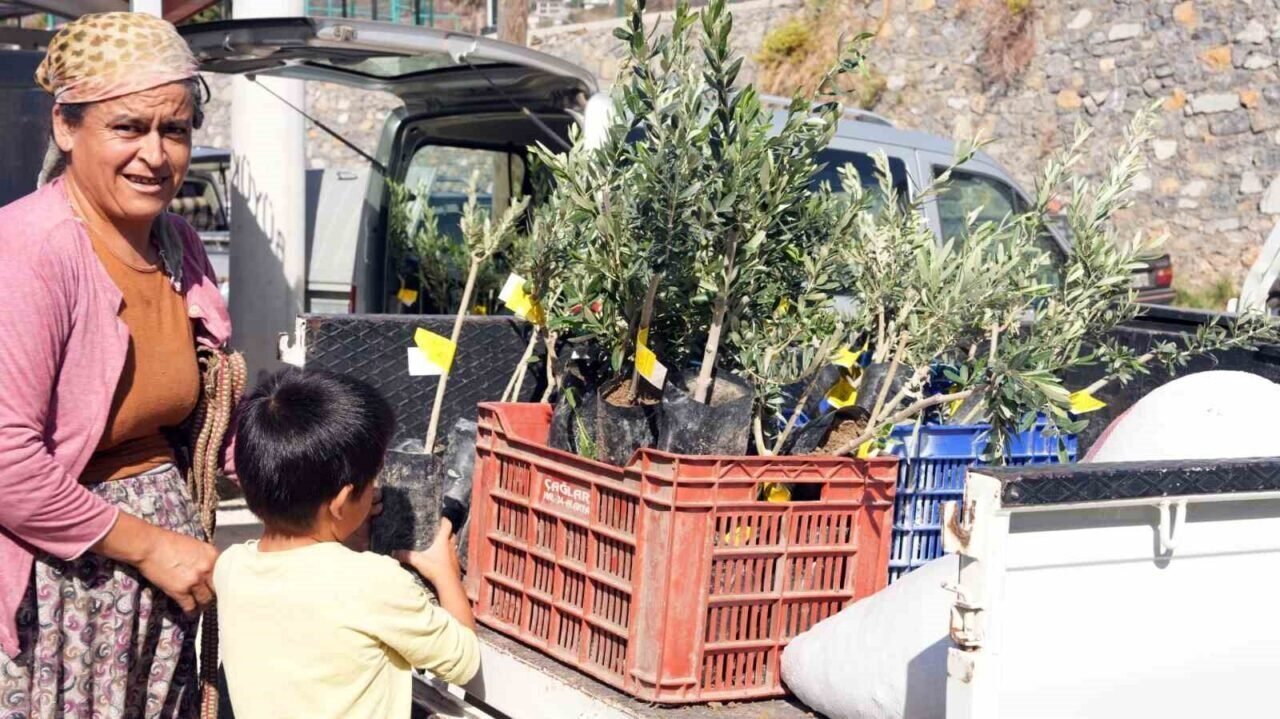 Alanya’daki yangın bölgesinde 3 bin 400 zeytin fidanı bahçe sahiplerine dağıtıldı