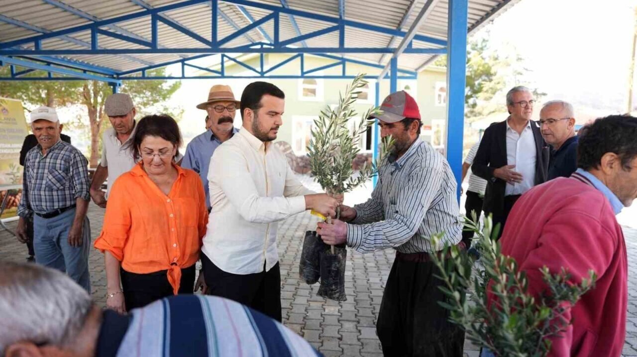 Alanya’daki yangın bölgesinde 3 bin 400 zeytin fidanı bahçe sahiplerine dağıtıldı