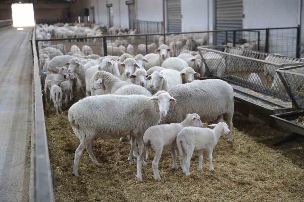 Aliağa, kırsal kalkınmada örnek olmaya devam ediyor