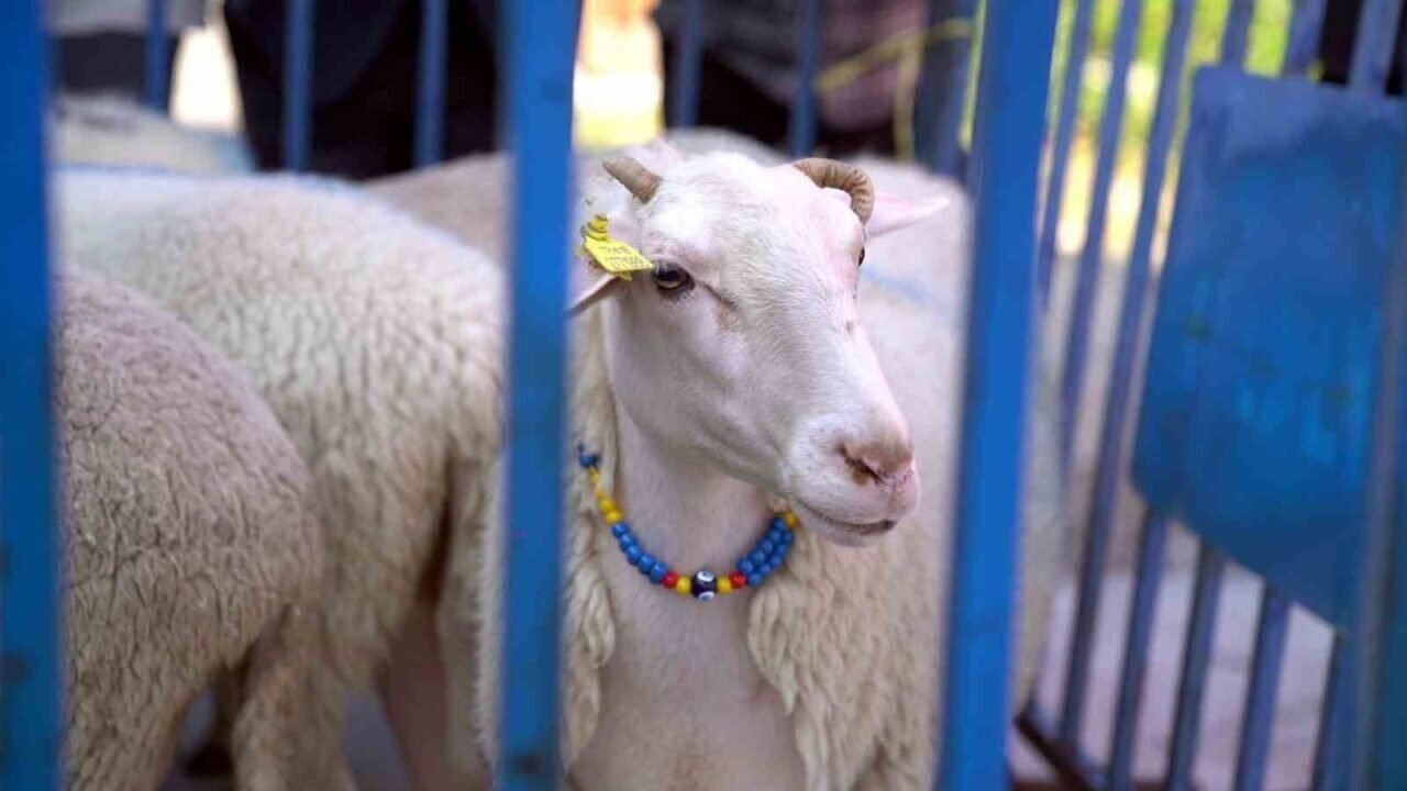 Aliağa, kırsal kalkınmada örnek olmaya devam ediyor