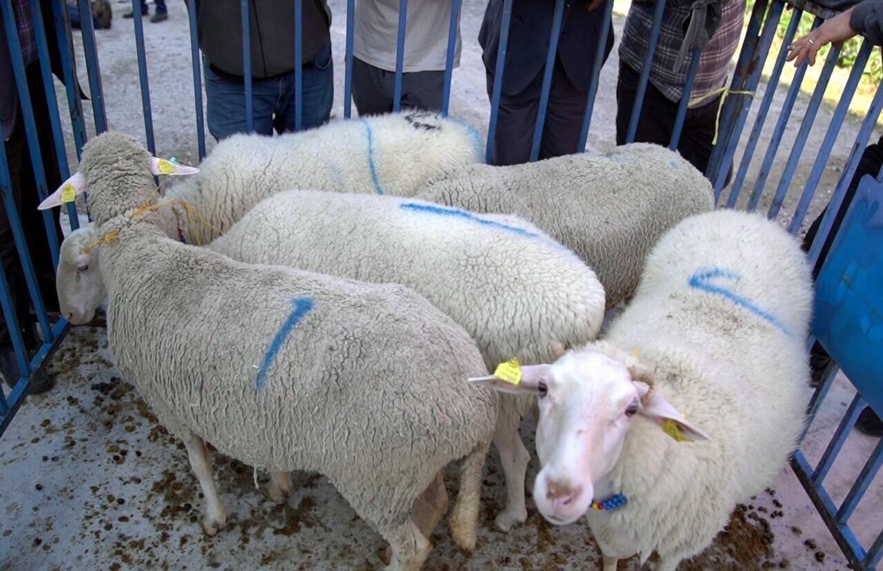 Aliağa, kırsal kalkınmada örnek olmaya devam ediyor