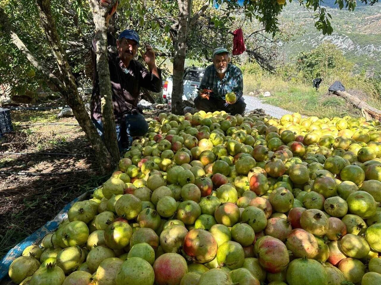 Antalya’da coğrafi işaretli çekirdeksiz narın hasadı başladı