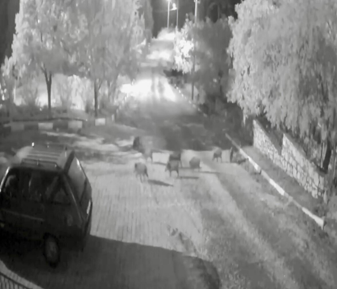 Antalya’da domuz sürüsü gece yarısı köye indi: O anlar kameraya yansıdı Antalya’da domuz sürüsü gece yarısı köye indi: O anlar kameraya yansıdı