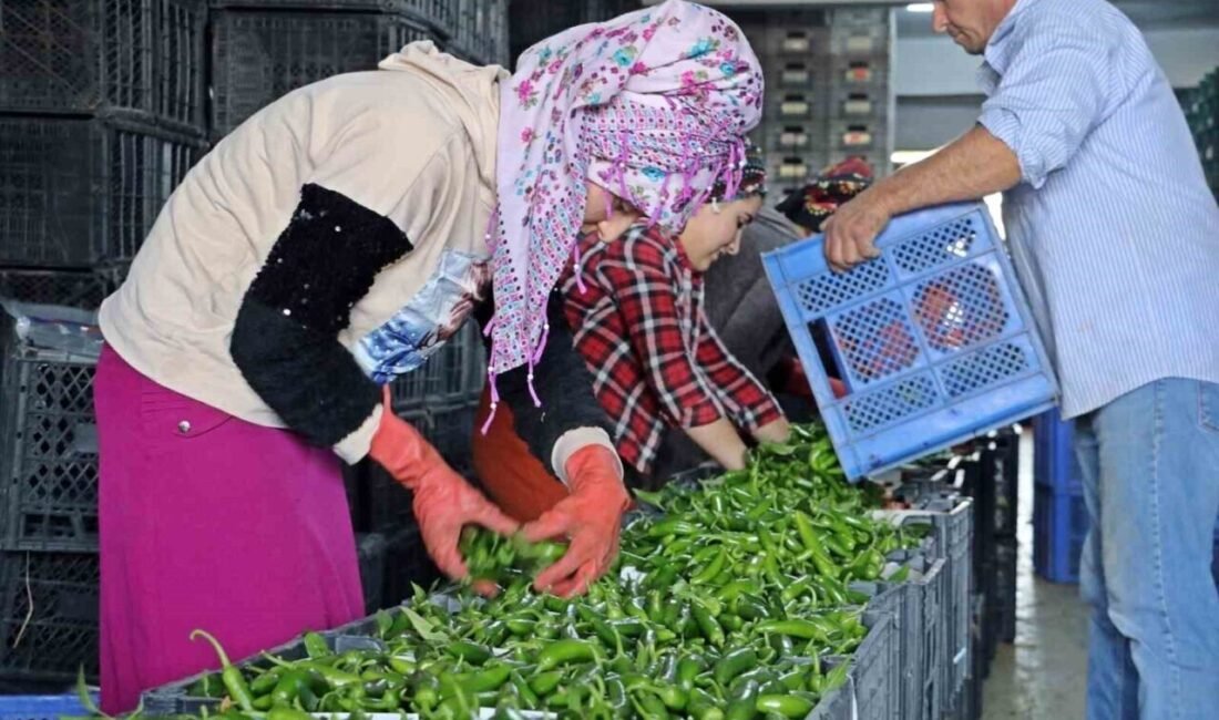 Antalya’da Eylül’de sebze miktarı yüzde 10 arttı Antalya Ticaret Borsası, Eylül ayında Antalya hallerinde işlem gören domates,