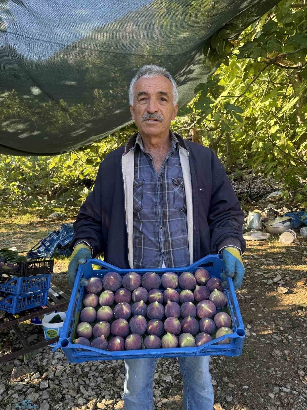 Antalya’da siyah incir hasadında sona gelindi