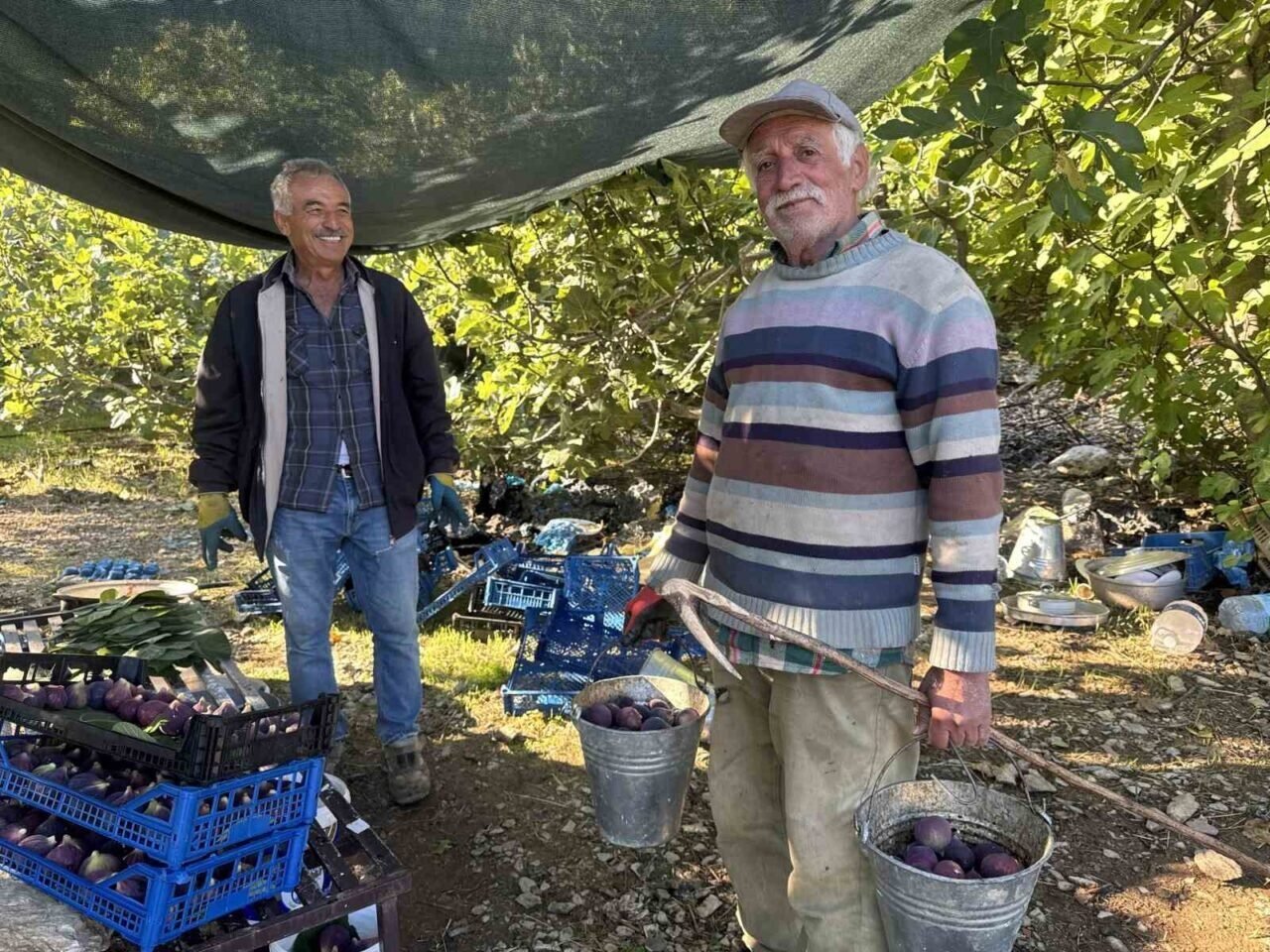 Antalya’da siyah incir hasadında sona gelindi