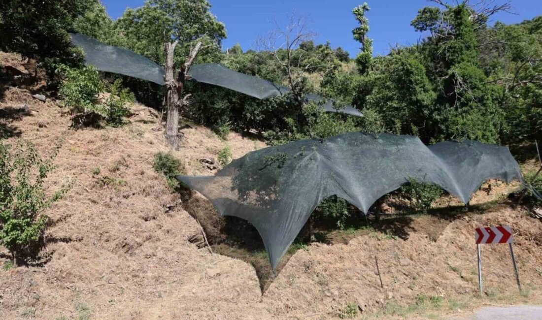 Aydın İl Tarım ve Orman Müdürlüğü, 2025 yılında yaşanan don