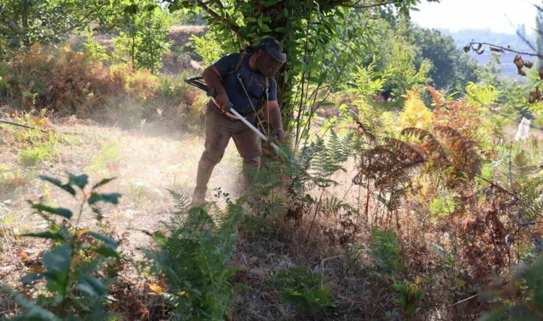 Türkiye’nin en önemli kestane üretim merkezi konumunda olan Aydın ve