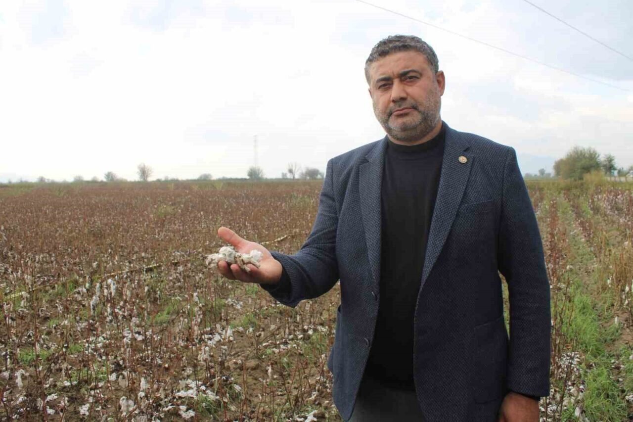 Aydın’da pamuk tarlalarını dolu vurdu