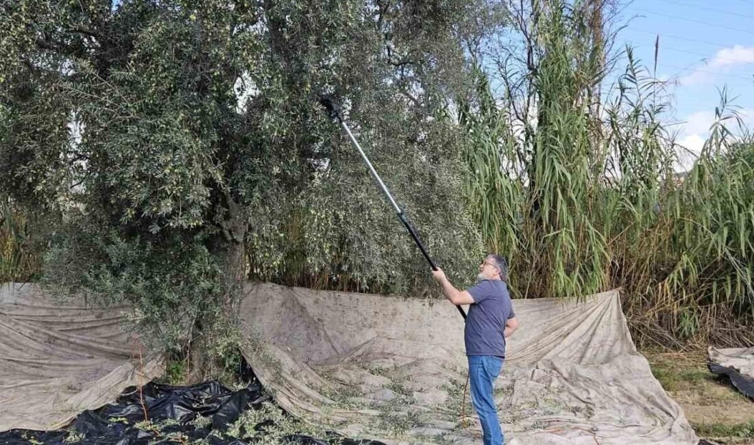 Aydın’da yağışların ardından zeytin hasadı başladı Türkiye’nin en önemli zeytin ve zeytinyağı üretim merkezleriniden bir olan