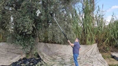 Türkiye’nin en önemli zeytin ve zeytinyağı üretim merkezleriniden bir olan