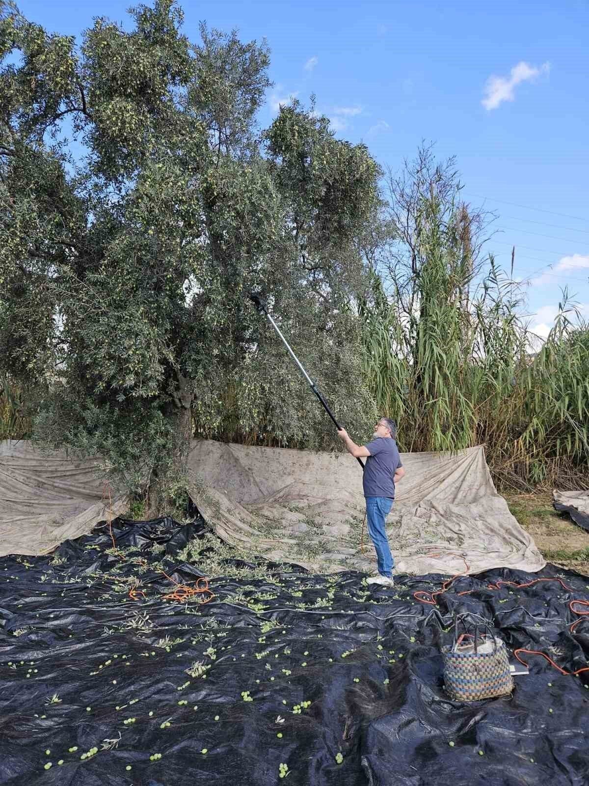 Aydın’da yağışların ardından zeytin hasadı başladı Aydın’da yağışların ardından zeytin hasadı başladı