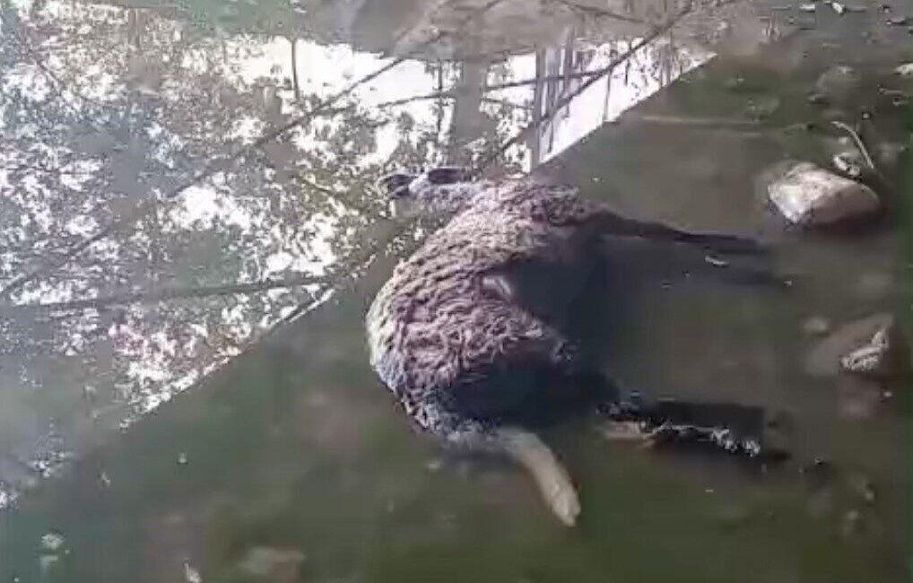 Manisa’nın Yunusemre ilçesinde başıboş sokak köpekleri, saldırdıkları koyun sürüsündeki 3