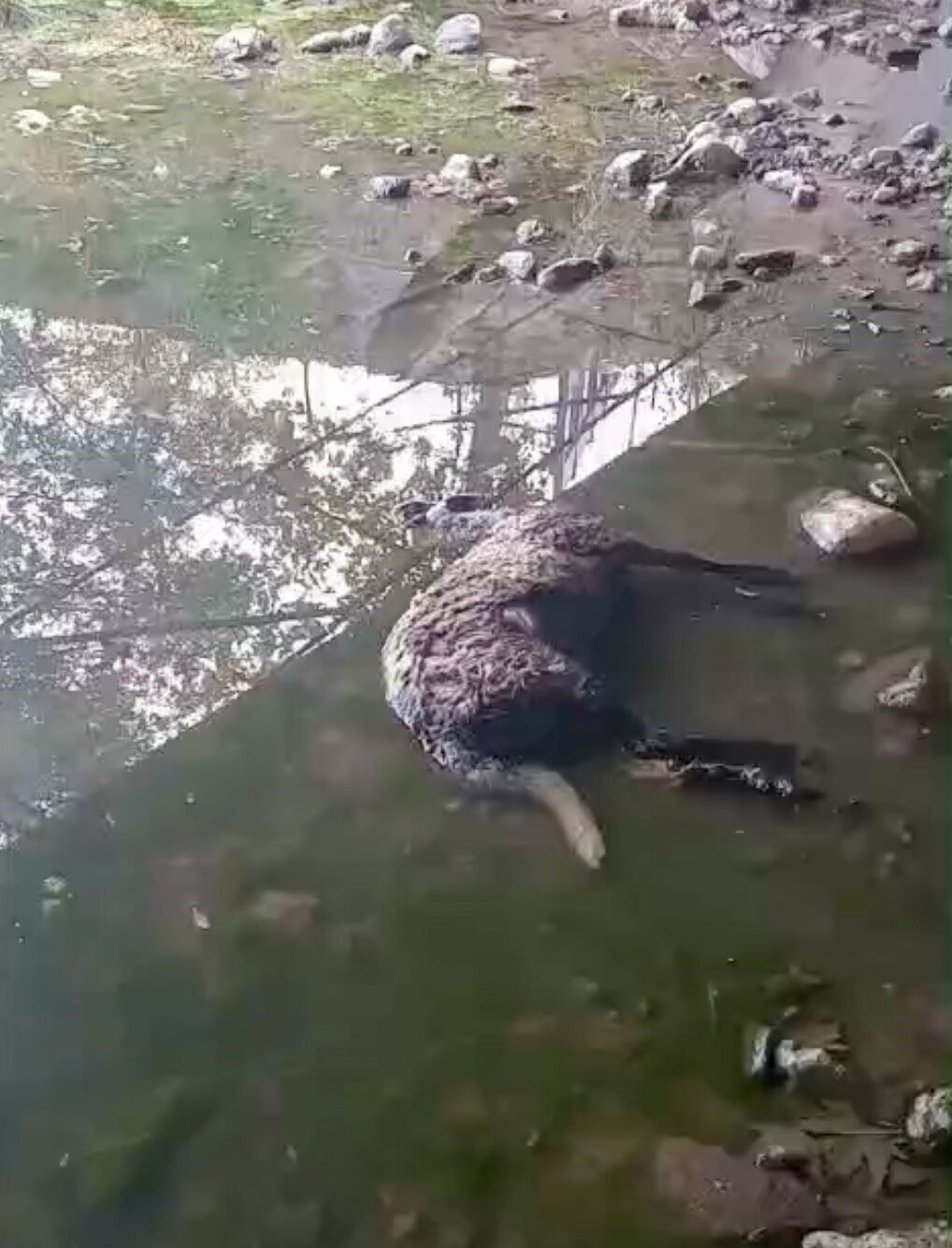 Başıboş köpekler koyunları telef etti Başıboş köpekler koyunları telef etti