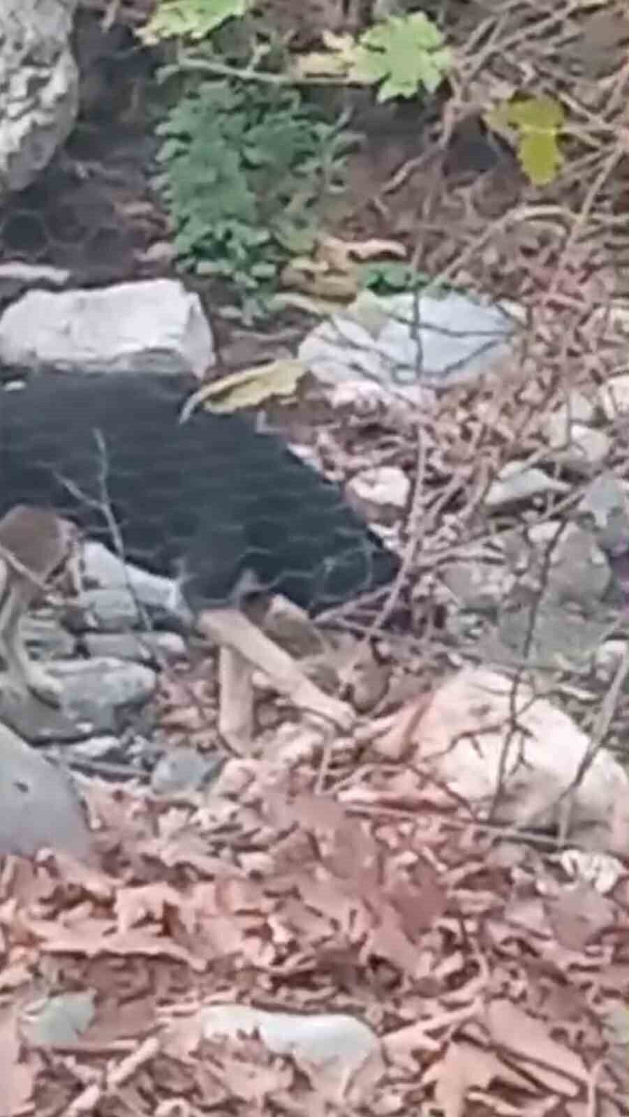 Başıboş köpekler koyunları telef etti