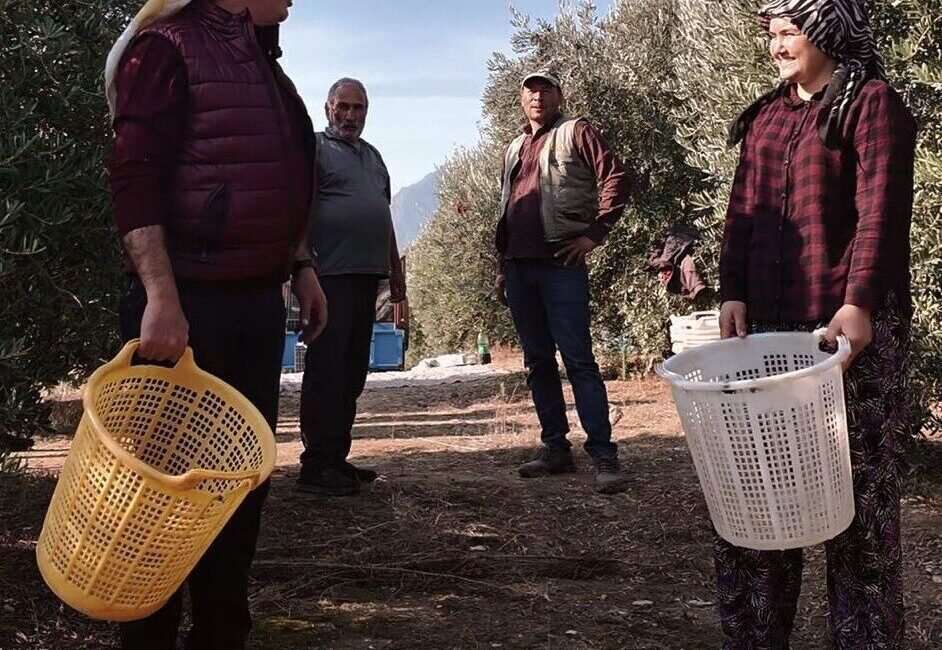 Manisa’nın Alaşehir ilçesinde zeytin hasat dönemi başladı. Alaşehir Belediye Başkanı