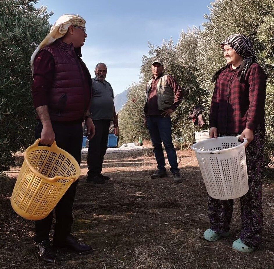 Başkan Öküzcüoğlu çiftçilerle birlikte zeytin hasadı yaptı Başkan Öküzcüoğlu çiftçilerle birlikte zeytin hasadı yaptı