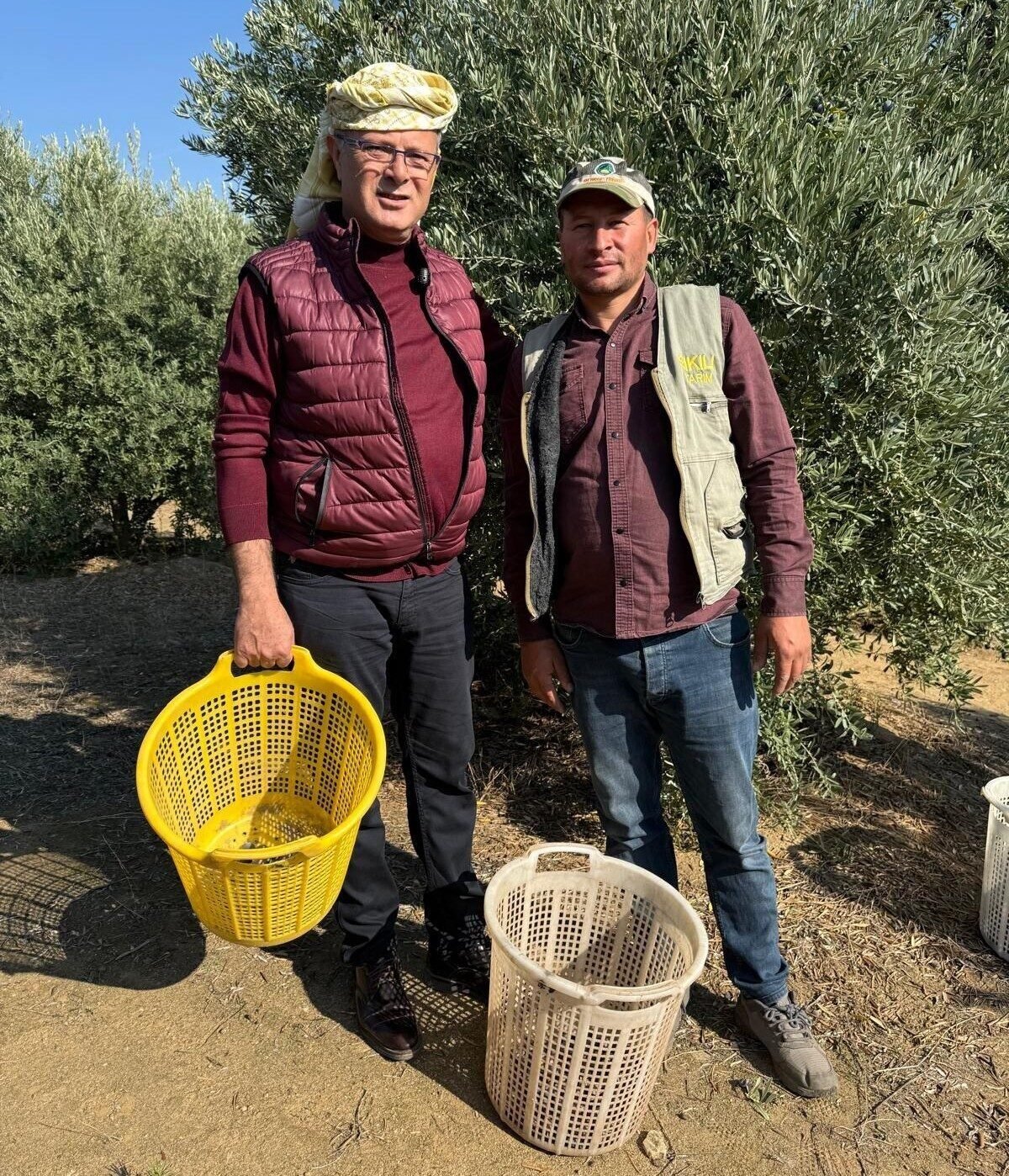 Başkan Öküzcüoğlu çiftçilerle birlikte zeytin hasadı yaptı