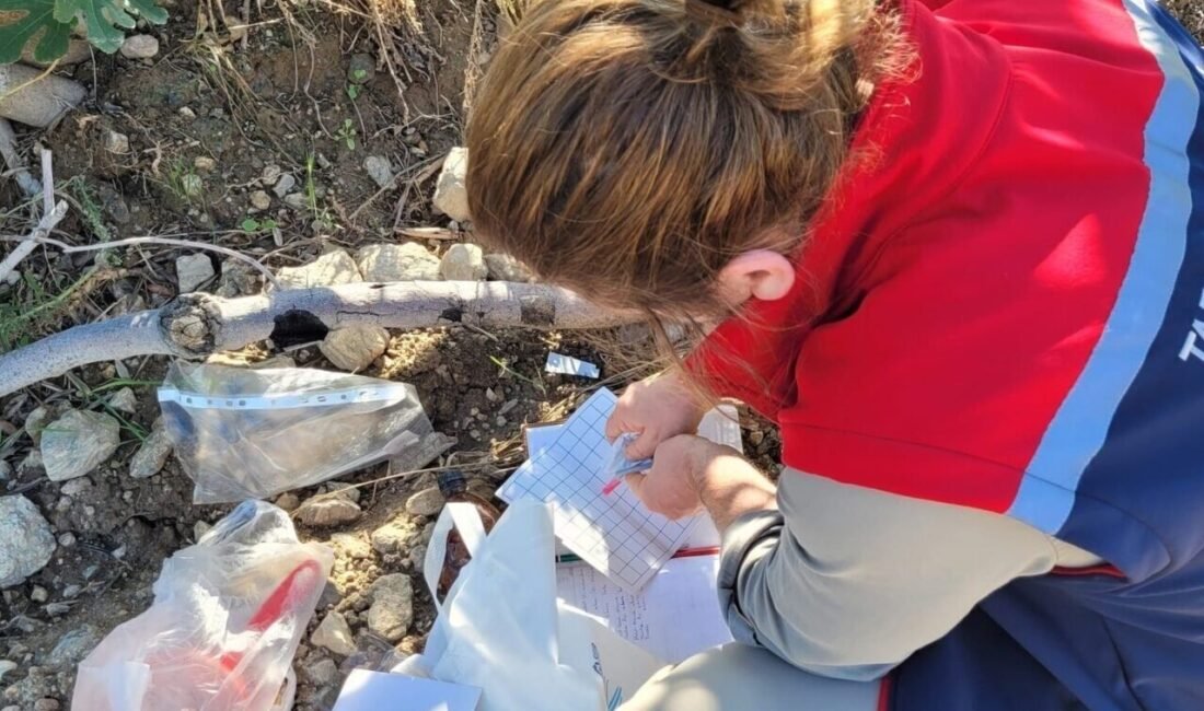 Aydın’ın Buharkent ilçesinde, zeytin ve incir bahçelerinde zararlılarla mücadele çalışmaları