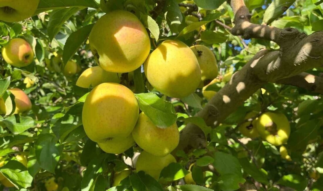 Buldan’da elma hasadı yüz güldürüyor Denizli’nin Buldan ilçesinin yüksek kesimlerinde elma hasadı başladı. Bu yıl