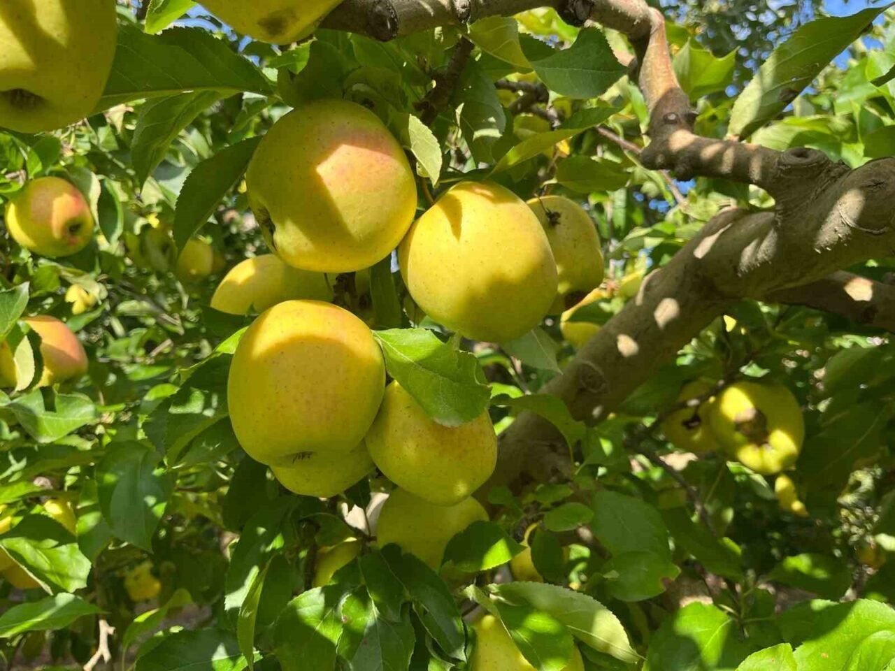 Buldan’da elma hasadı yüz güldürüyor Buldan’da elma hasadı yüz güldürüyor