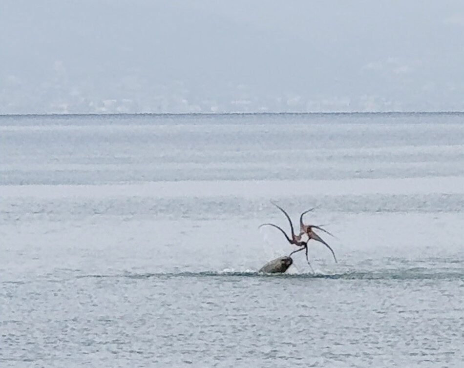 Çeşme sahilinde fokun ahtapot avı Çeşme sahilinde fokun ahtapot avı