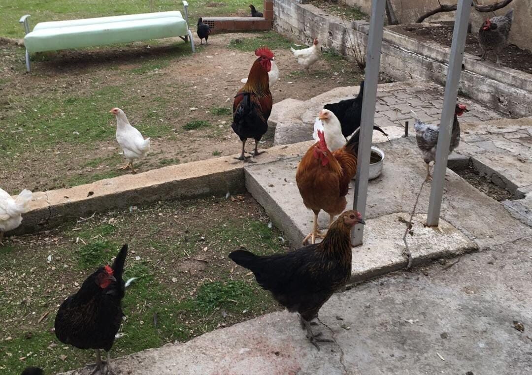 CİMER’e yapılan ’İnek ve tavuklar serbest dolaşıyor, salgın hastalık riski var’ şikayeti bölge sakinlerini şaşkına uğrattı