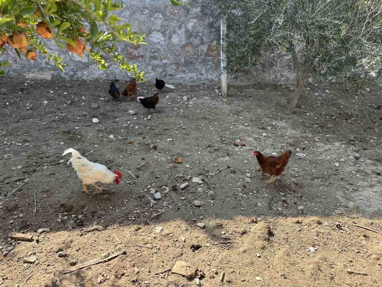 CİMER’e yapılan ’İnek ve tavuklar serbest dolaşıyor, salgın hastalık riski var’ şikayeti bölge sakinlerini şaşkına uğrattı