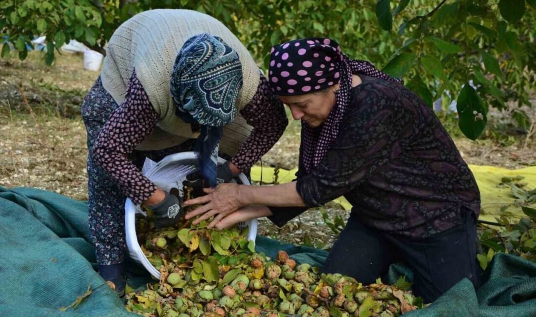 Manisa’nın Demirci ilçesinde yılda 13 bin 400 dekar alanda yaklaşık