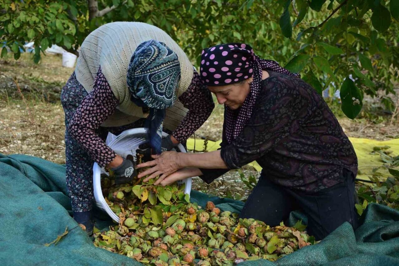 Demirci’de ceviz hasadına başlandı Demirci’de ceviz hasadına başlandı