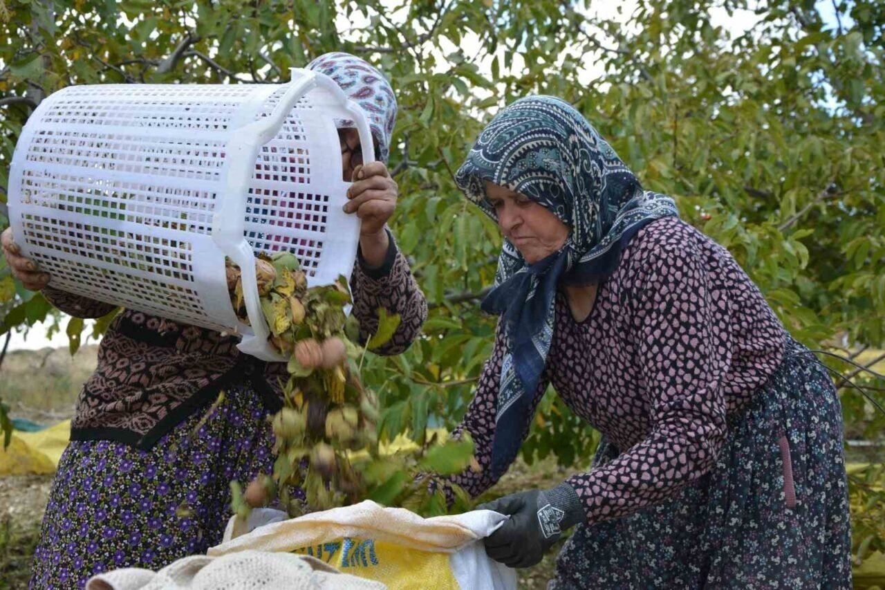 Demirci’de ceviz hasadına başlandı