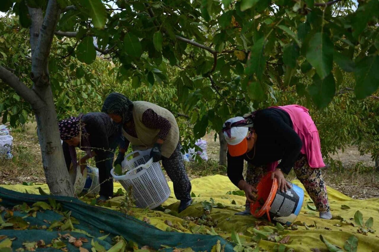 Demirci’de ceviz hasadına başlandı