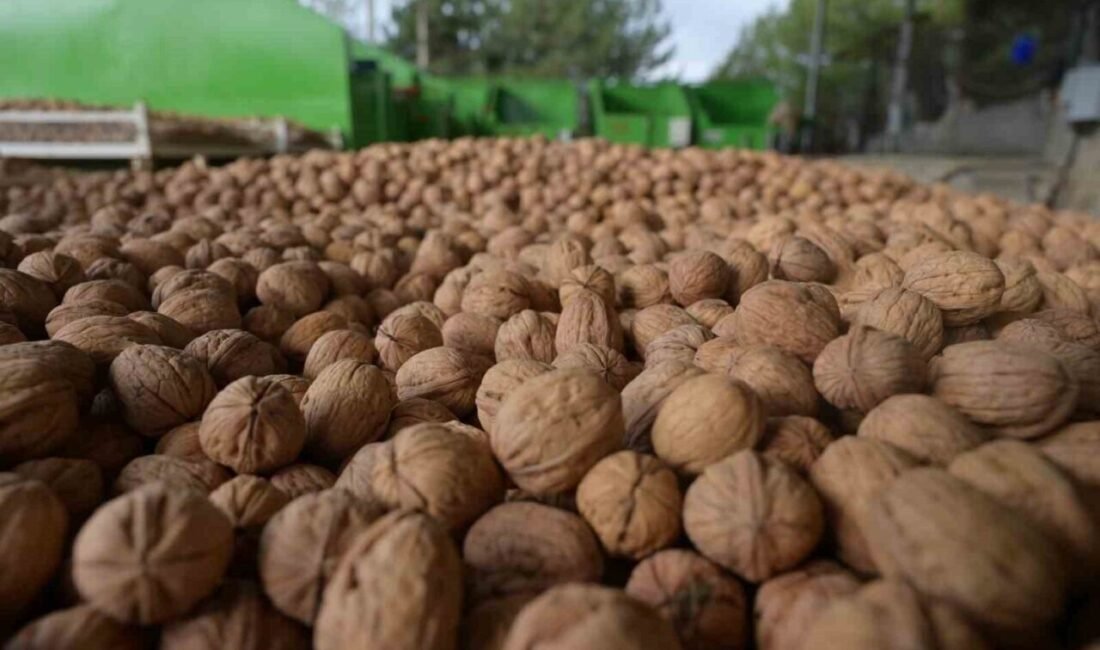Denizli’de sezonun ilk ceviz hasadı Tavas’ta yapıldı Modern kapama ceviz bahçeleriyle Türkiye’nin önde gelen üretim noktalarından Denizli’de