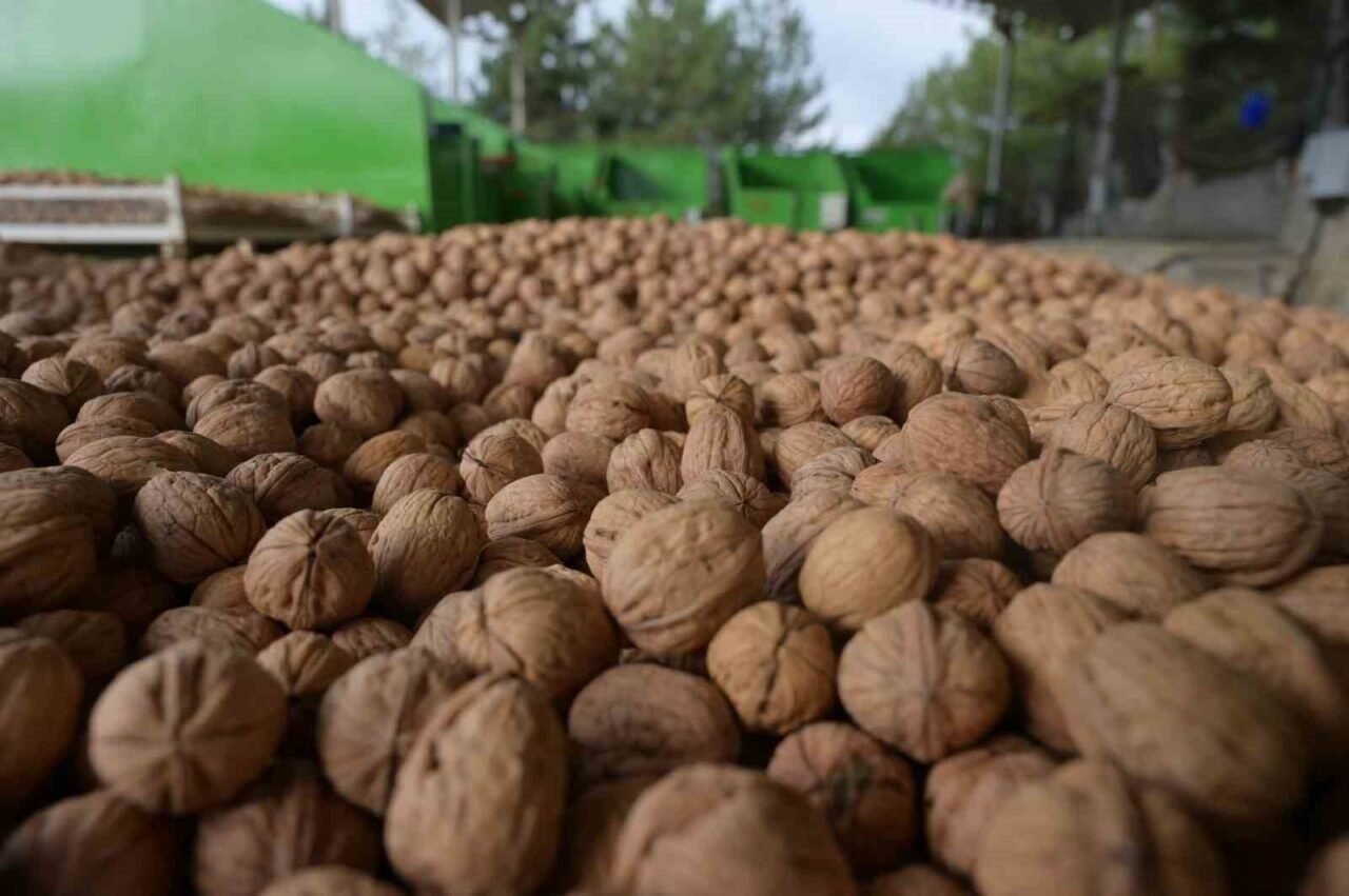 Denizli’de sezonun ilk ceviz hasadı Tavas’ta yapıldı Denizli’de sezonun ilk ceviz hasadı Tavas’ta yapıldı