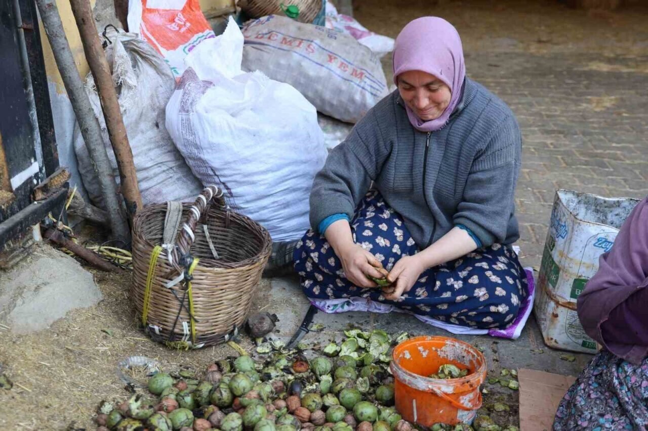 Hasadı yapılan cevizler satışa hazırlanıyor