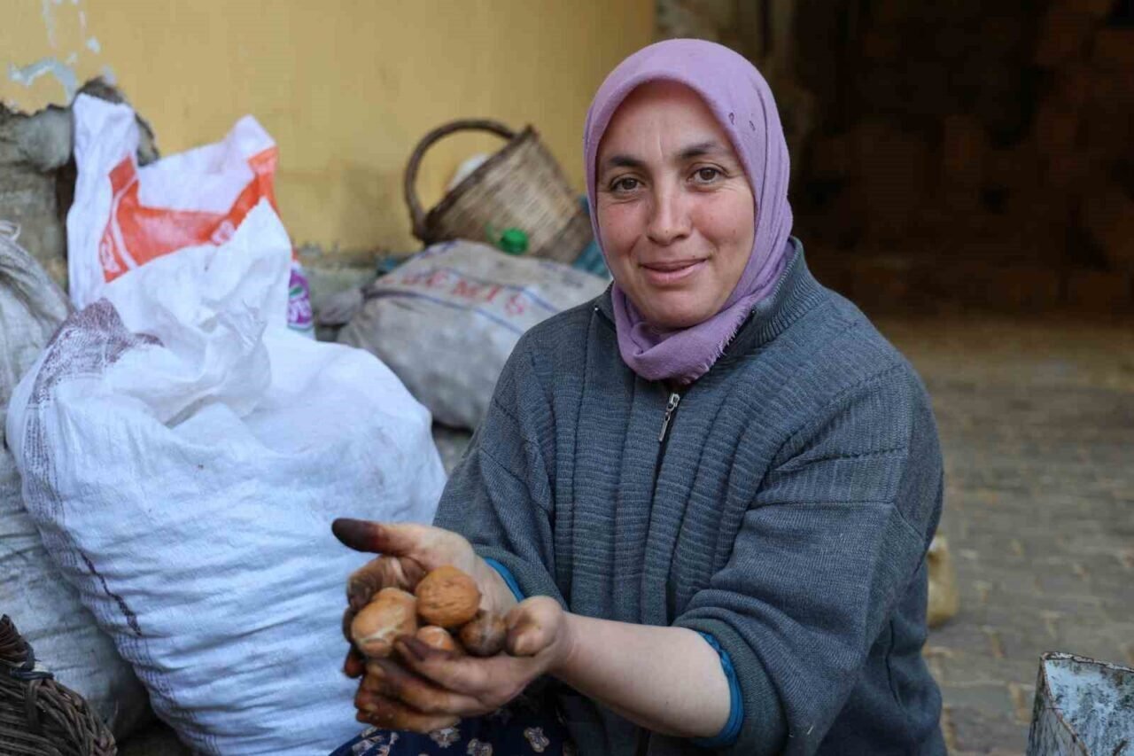 Hasadı yapılan cevizler satışa hazırlanıyor