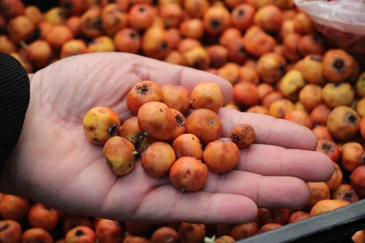 Kışın habercisi alıç meyvesi, tezgahları renklendirdi Kışın habercisi alıç meyvesi, tezgahları renklendirdi