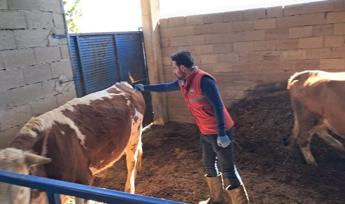 Köşk’te büyükbaş hayvanlarda şap aşılaması sürüyor Aydın’ın Köşk ilçesinde şap hastalığıyla mücadele kapsamında büyükbaş hayvanların aşılanması