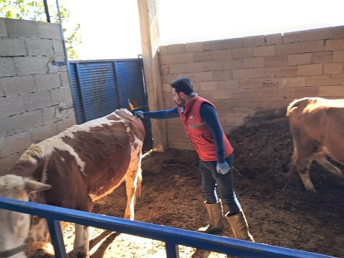 Köşk’te büyükbaş hayvanlarda şap aşılaması sürüyor Köşk’te büyükbaş hayvanlarda şap aşılaması sürüyor