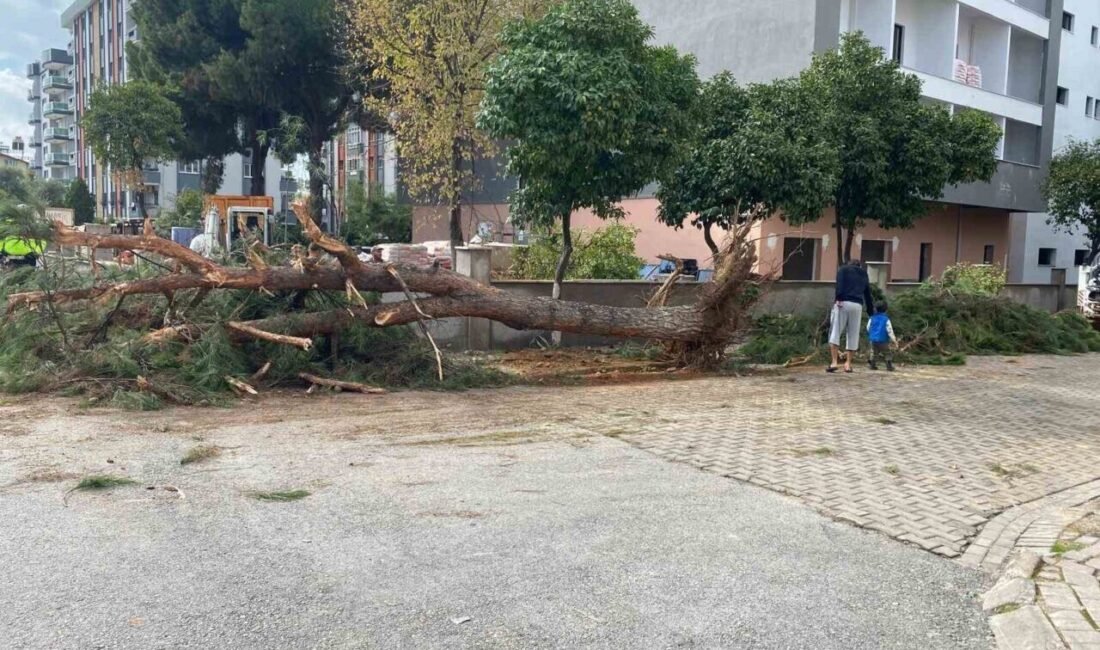 Kuruyan çam ağacı ağırlığa dayanamayarak yol devrildi Aydın’ın Efeler ilçesinde kaldırım kenarında bulunan ve zamanla kuruyan çam