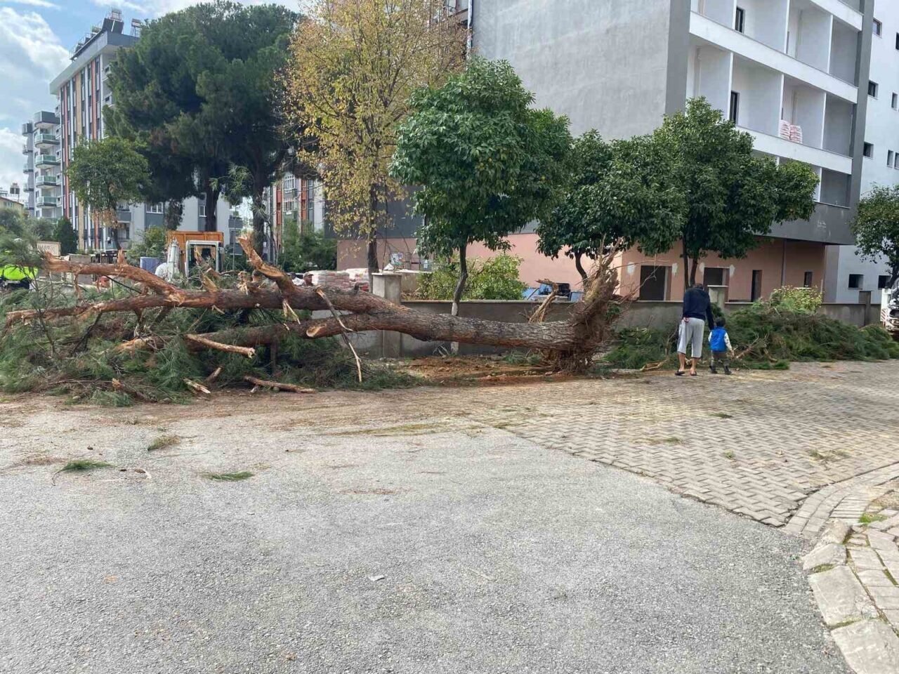 Kuruyan çam ağacı ağırlığa dayanamayarak yol devrildi Kuruyan çam ağacı ağırlığa dayanamayarak yol devrildi