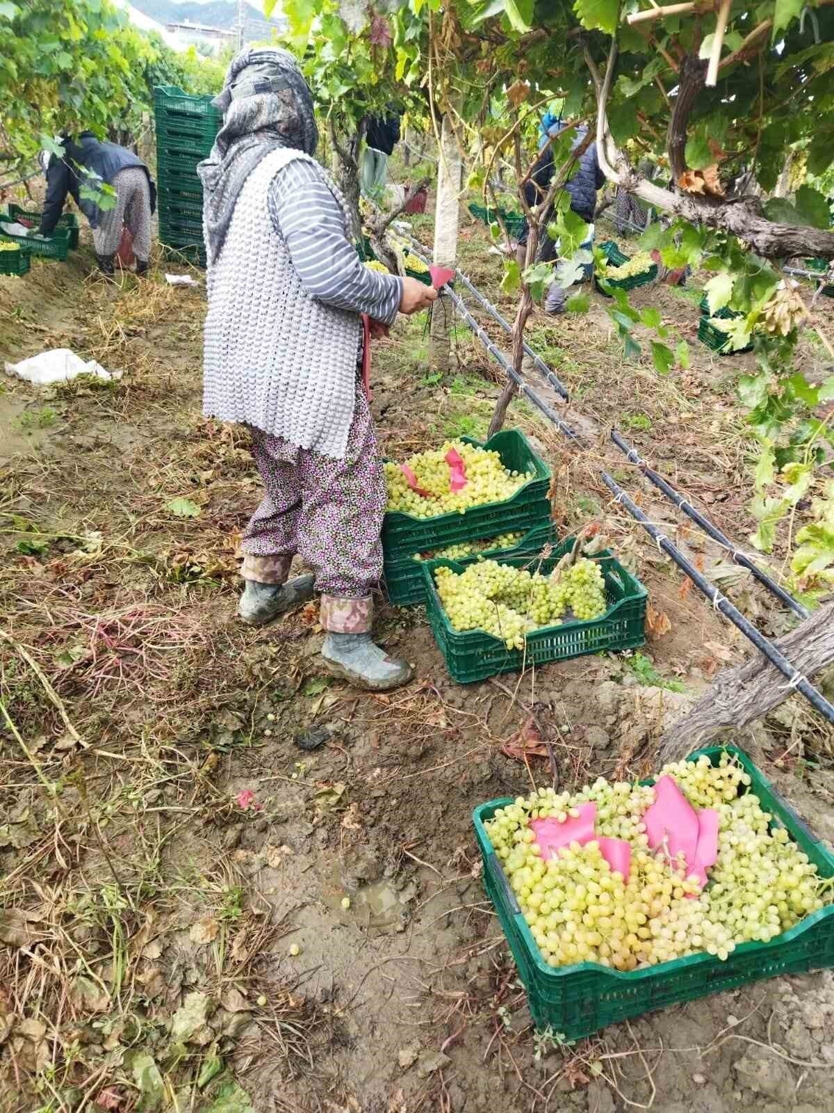 Manisa’da üzüm hasadı yağmur ve çamura rağmen devam ediyor