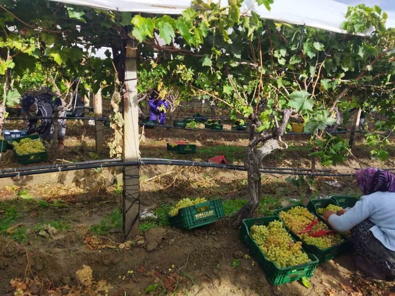 Manisa’da üzüm hasadı yağmur ve çamura rağmen devam ediyor