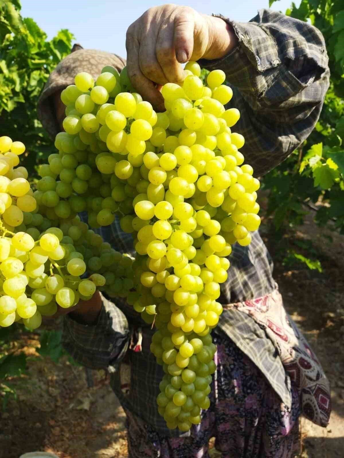 Manisa’da üzüm hasadı yağmur ve çamura rağmen devam ediyor