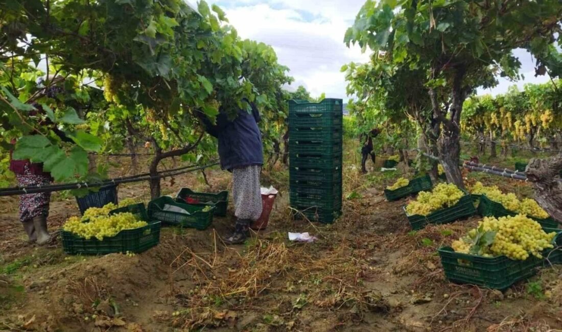 Manisa’nın Sarıgöl ilçesinde bağlarda örtü altında bekletilen dünyaca ünlü sofralık